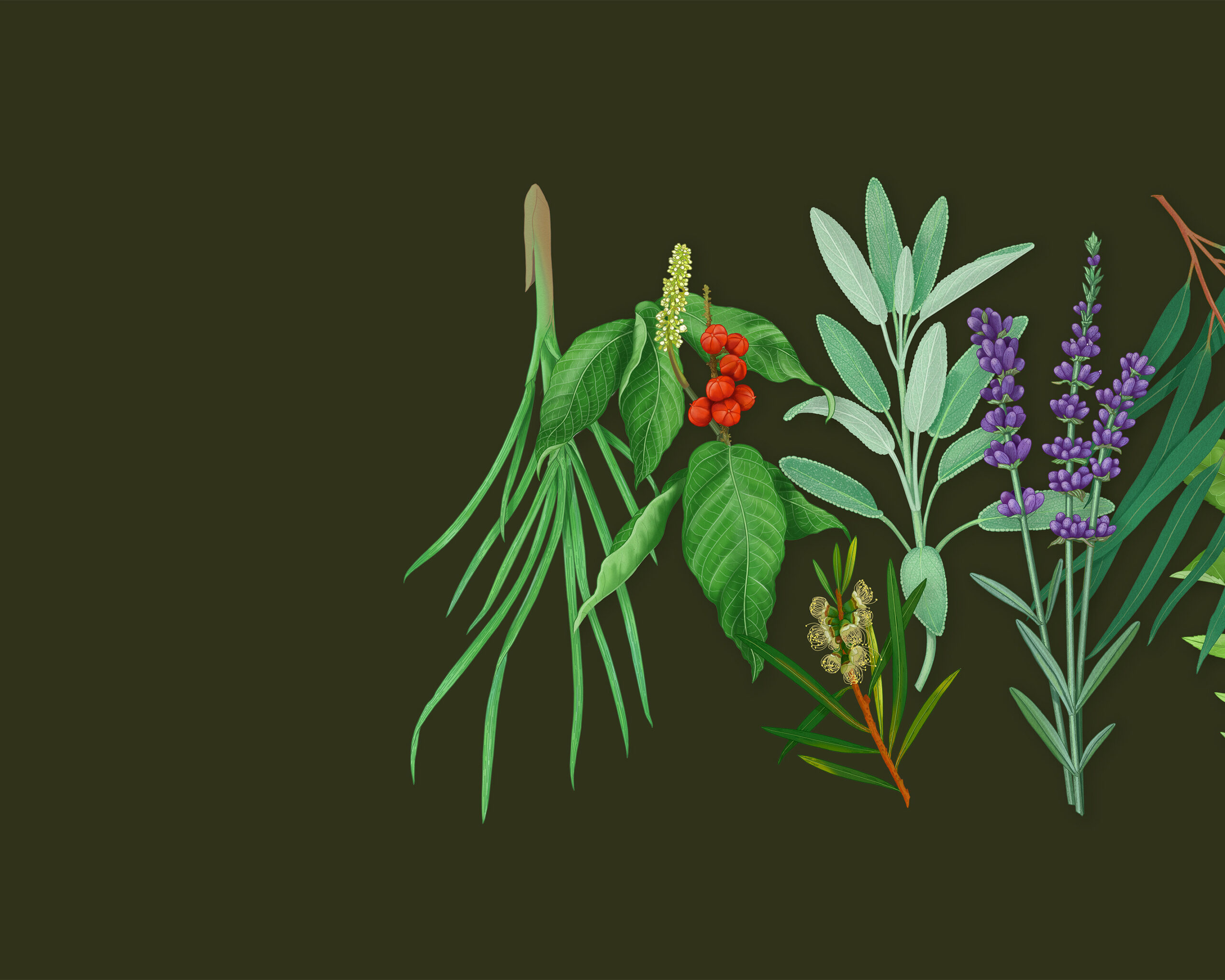 Sprig-Marta-v3-01
