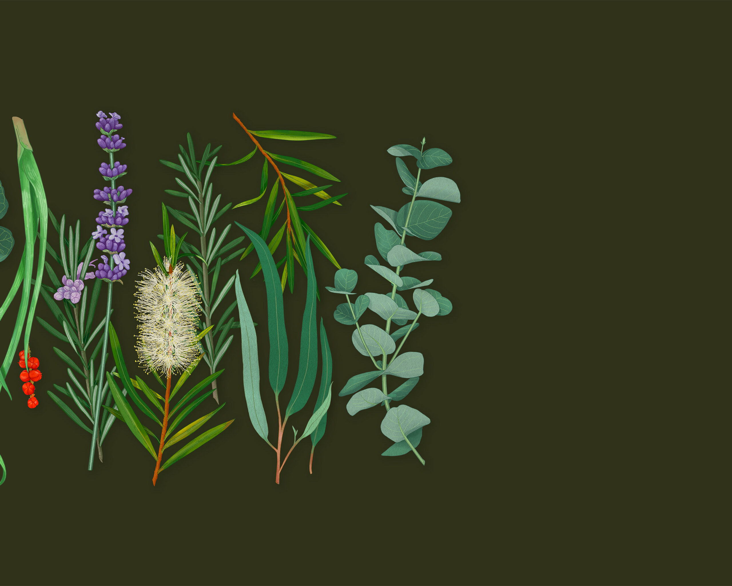 Sprig-Marta-v3-03